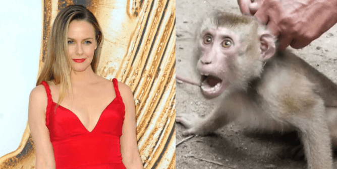 Alicia Silverstone and PETA coconut investigation for monkeys