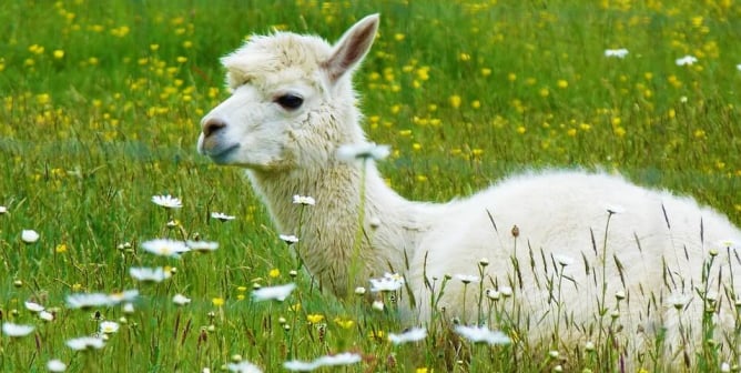 Alpaca laying in white and yellow flower field