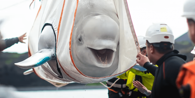 beluga whale moving to the beluga whale sanctuary in iceland