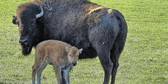 A bison and calf in grassy meadow
