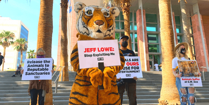 Jeff Lowe's Legal Woes Prompt 'Tiger' to Roar Outside Courthouse