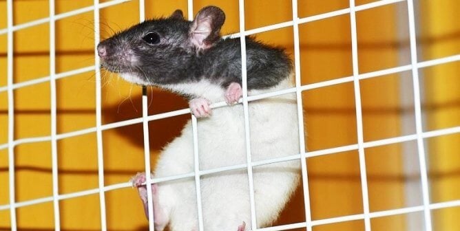 Rat in laboratory cage with orange background