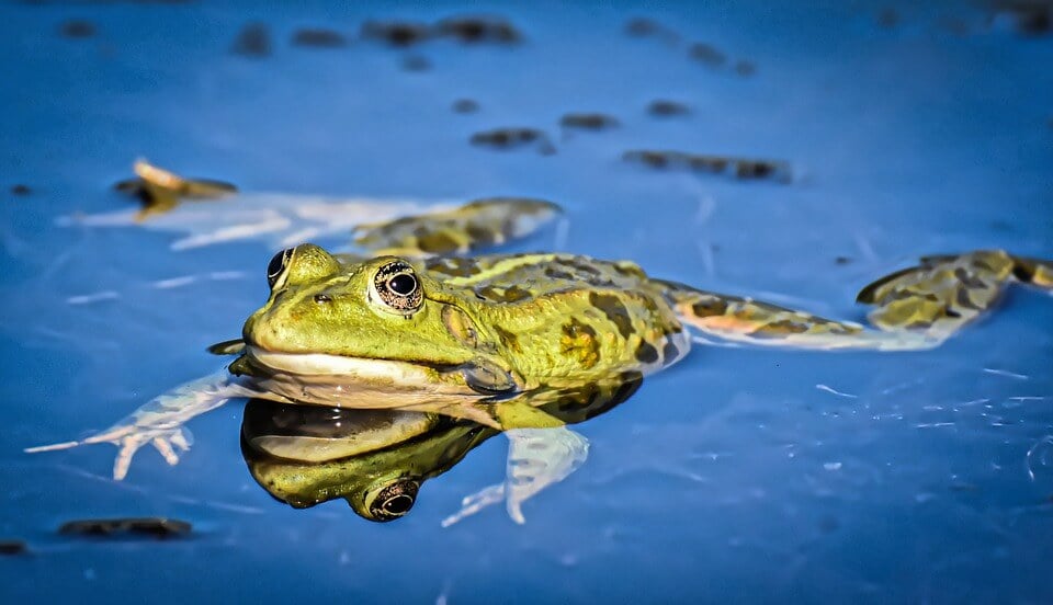 https://www.peta.org/wp-content/uploads/2020/08/frog-in-blue-pond.jpg