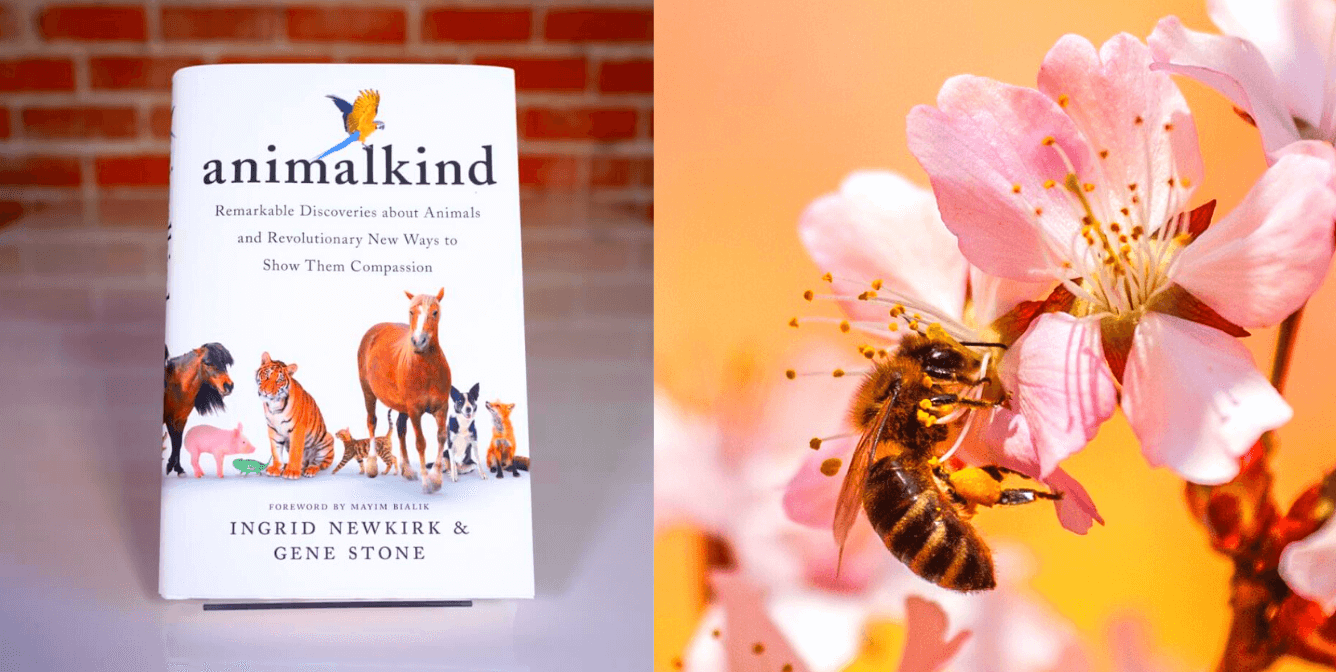 https://www.peta.org/wp-content/uploads/2020/08/pink-bee-animalkind-promo.png