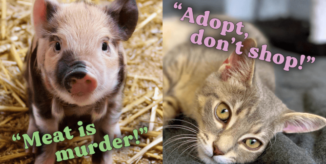 A piglet with the ringtone text meat is murder and a rescued cat with the ringtone text adopt, don't shop