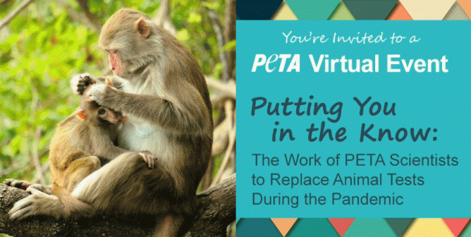 Baby and mother monkey with virtual event details