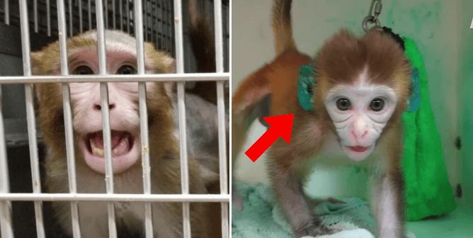 Monkey screams behind bars, monkey has ears stained blue from ink