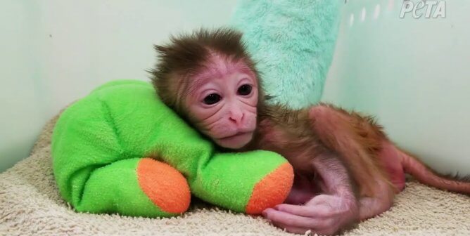 sad infant monkey lying on a green and orange stuffed animal