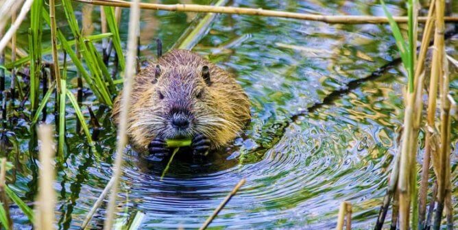 Beaver chews on reeds in the water