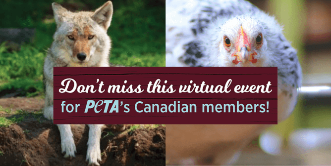 Coyote and chicken with text for PETA virtual event for Canadians