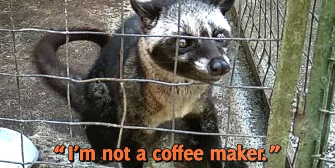 Civet cat with "I'm not a coffee maker" text