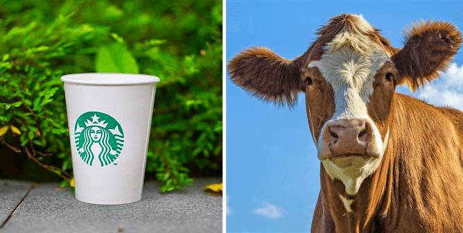 Starbucks cup in front of green bushes, cow with blue sky background
