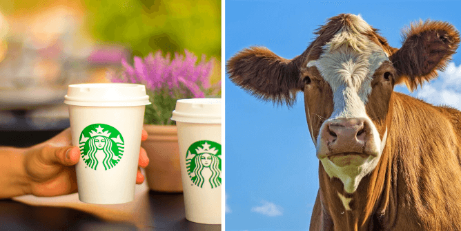 Hand holding starbucks cup, cow with blue sky background