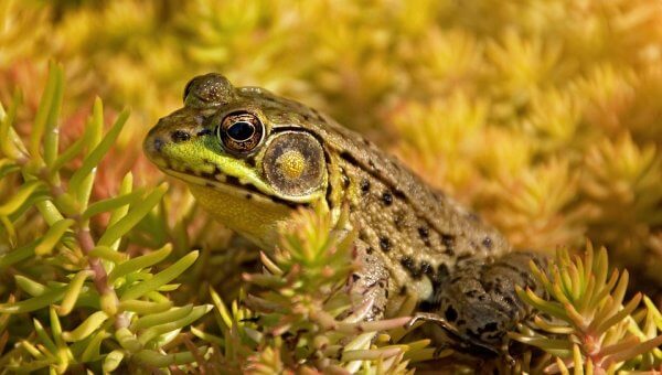 Spotted frog sits in yellow aquatic plant