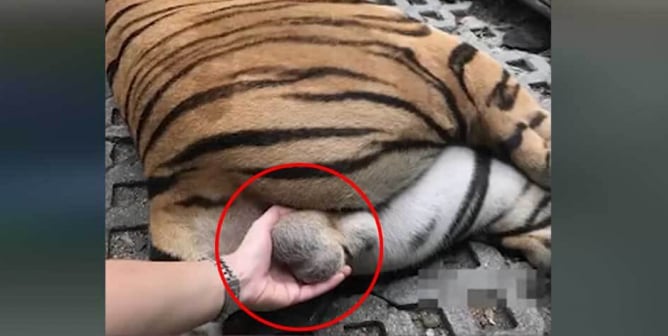 Woman Fondles Tiger's Testicles at Tourist Trap