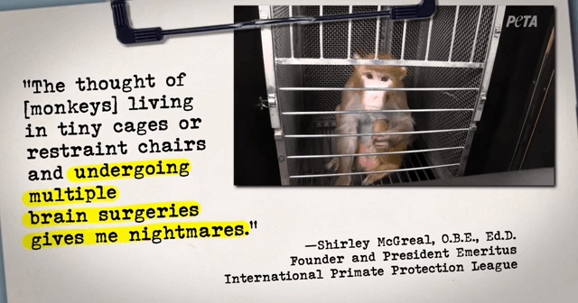 Quote from Shirley McGreal and monkey at NIH