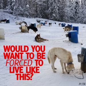 Millennium Hotels and So Many Others Drop the Iditarod | PETA