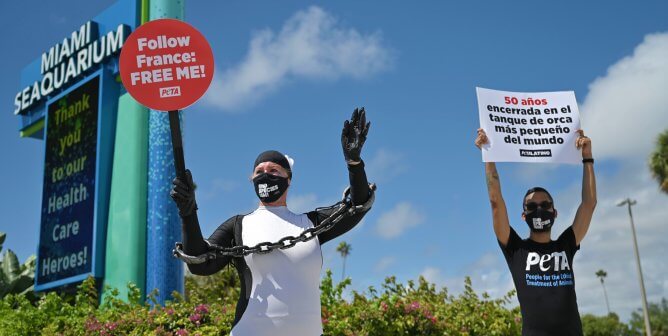 Person dressed up as Lolita with chains in front of Miami Seaquarium