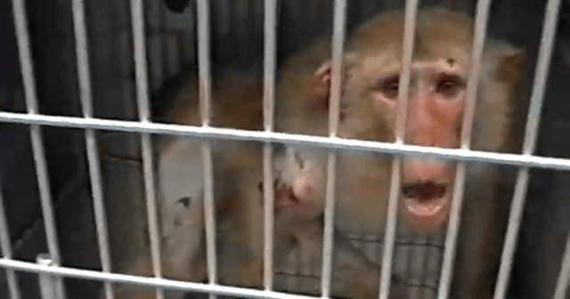 Injured monkey looks at camera and cries out