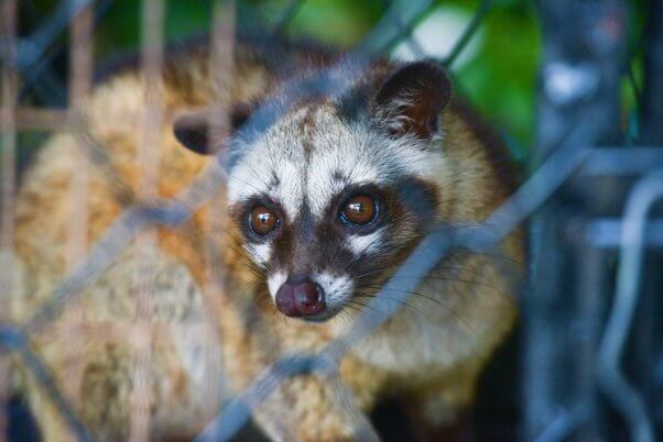 Civet cat used for cat poop coffee