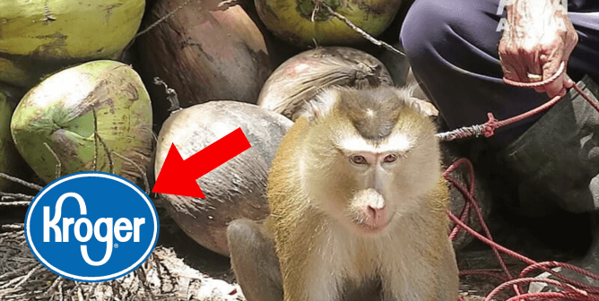 Sad monkey held on leash with red arrow pointing to Kroger logo