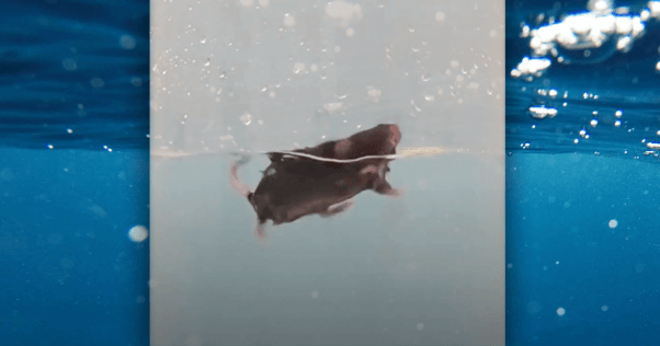 Mouse in a forced swim test