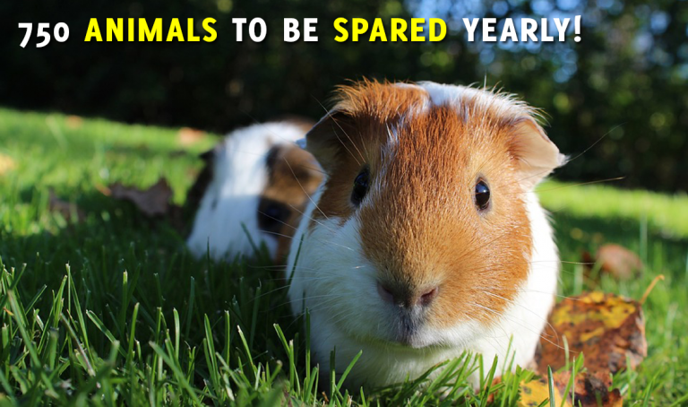 20 Ways 2020 Was REALLY Bad for Animal Experiments | PETA