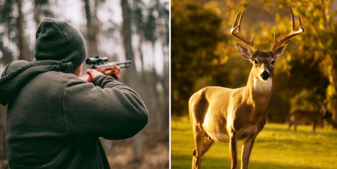 Person aims with gun in forest, stag in front of yellow trees