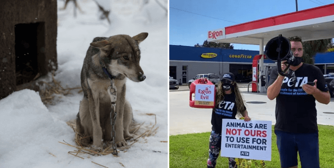 Dog chained outside, Exxonevil protest at gas station
