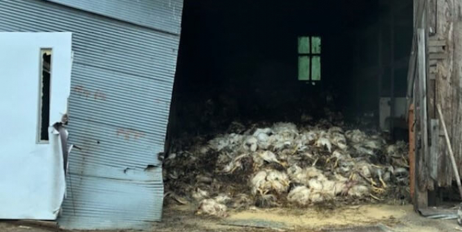 large pile of dead chickens in a shed
