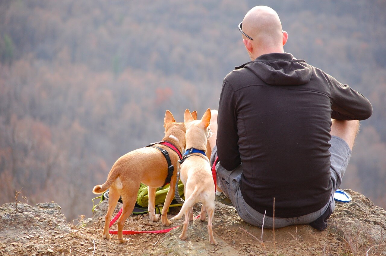 hiking snacks for dogs