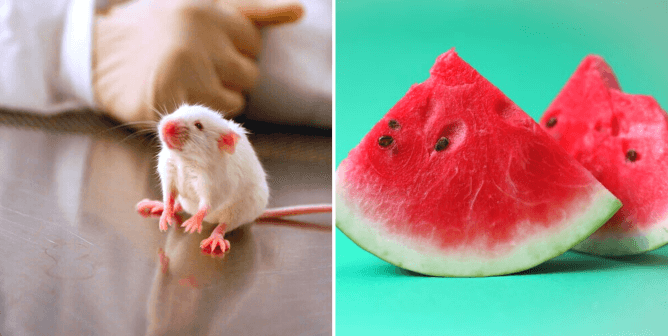 Mouse in a lab setting, watermelon with green background