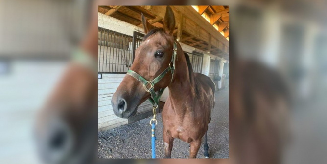 former racehorse Pastel saved from slaughter