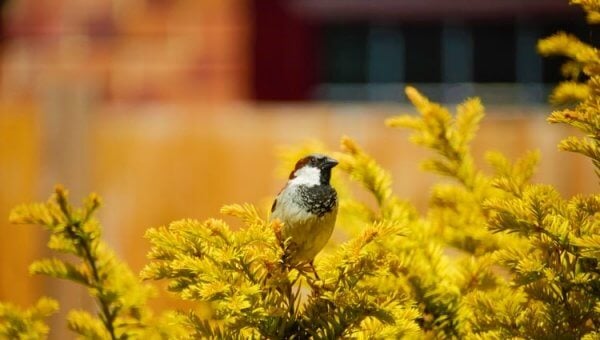 Black and white sparrow sits in a yellow bush in front of a brick house