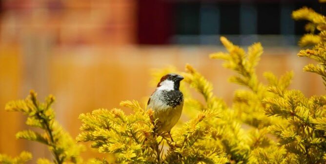 Black and white sparrow sits in a yellow bush in front of a brick house