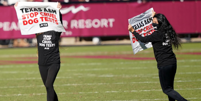 Activists Arrested, Dragged Off Field Protesting TAMU Dog Experiments