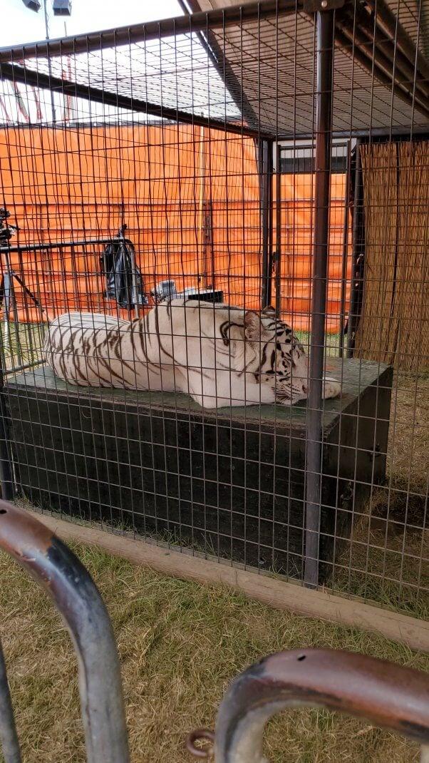 tiger sleeping in tiny, barren All Things Wild cage