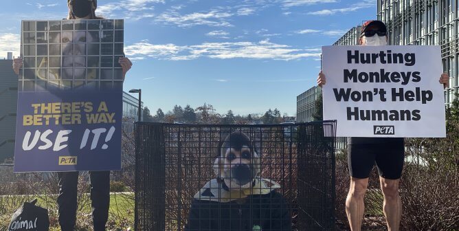 PETA Protest for Primates at University of Washington