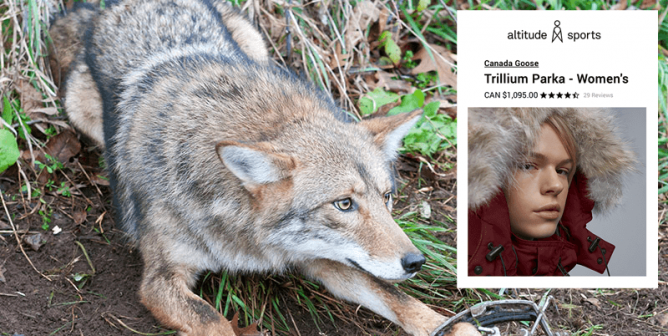 A coyote trapped in a steel leg trap and a Canada goose parka shown from Altitude Sports website