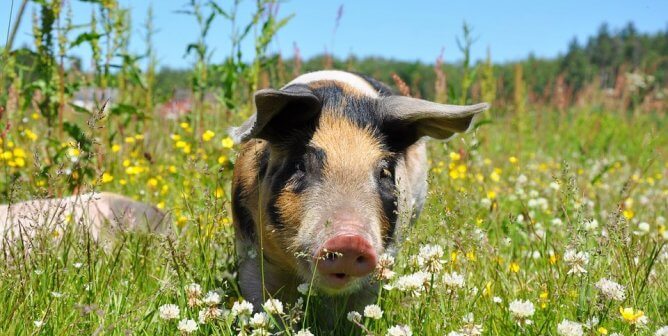 Pig in field of yellow and white flowers