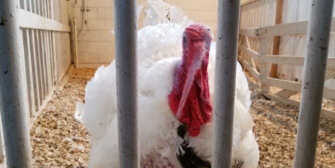 peta offers to move pardoned turkeys from va tech to sanctuary Carrots