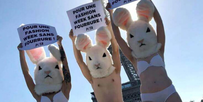 PETA France rabbits