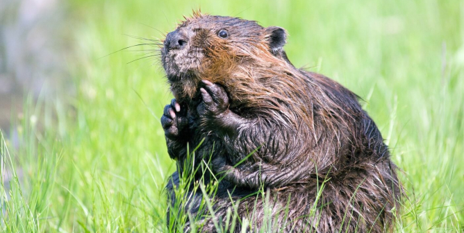 Beaver sitting in green grass by the water