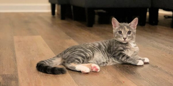 PETA-rescued kitten lying on wood floor