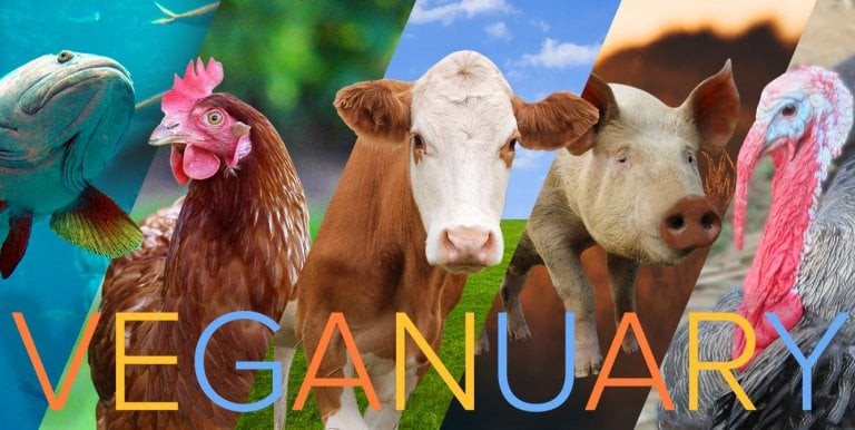 Celebrate ‘Veganuary’ For These Animals And All Others | PETA