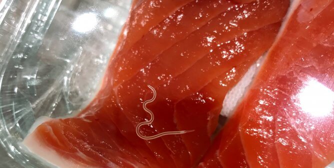 worm in raw salmon fish