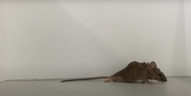mouse with paralysis in hind legs