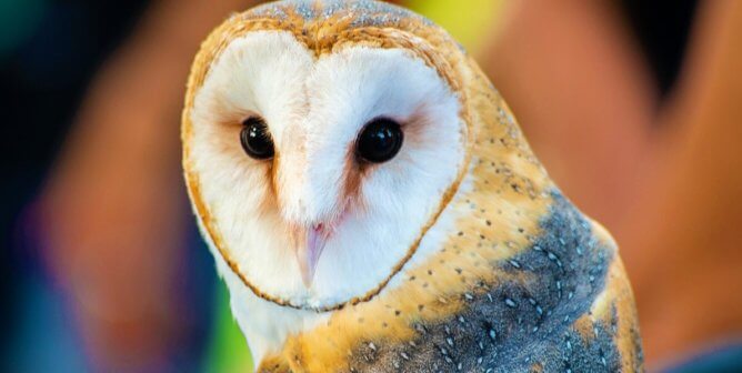 Barn owl with colorful blurry background