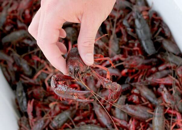 3 Reasons to Keep Crayfish out of Your Creole Dishes | PETA