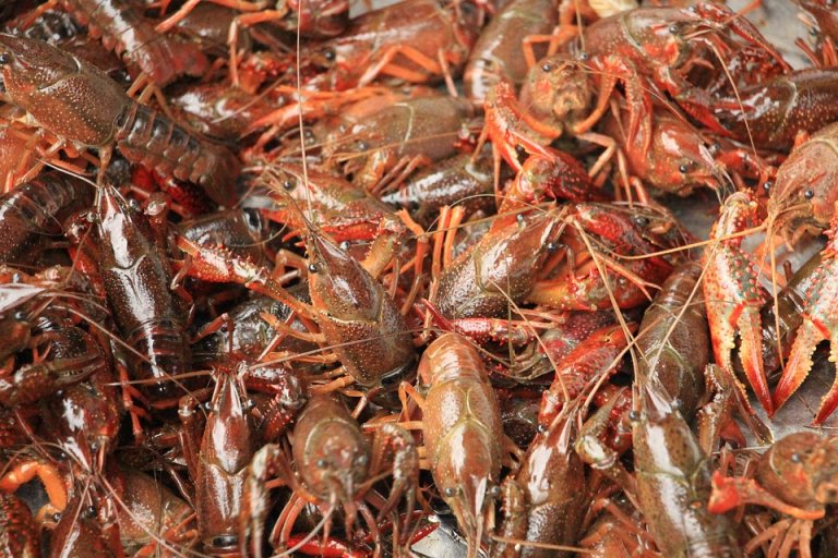 3 Reasons to Keep Crayfish out of Your Creole Dishes | PETA